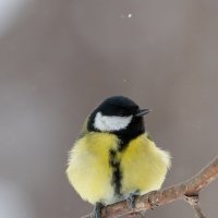 Большая синица :: Владимир Лазарев
