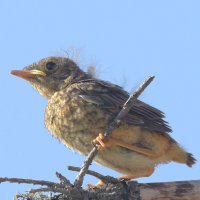 Небо зовет! :: Михаил Белоусов Небо зовет! :: Михаил Белоусов
