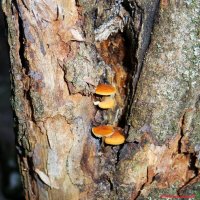 Растут ещё грибы в декабре...:-) :: Андрей Заломленков Растут ещё грибы в декабре...:-) :: Андрей Заломленков