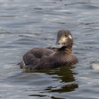 турпан. :: юрий макаров турпан. :: юрий макаров