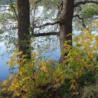 Ноябрьские зарисовки :: Рита Симонова Ноябрьские зарисовки :: Рита Симонова