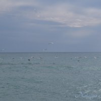 Природа Крыма :: Amazing Cosmea