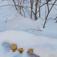 Мне хочется белого снега... :: Елена Семигина Мне хочется белого снега... :: Елена Семигина