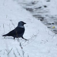 Мы не ищем лёгких путей. :: Татьяна Бравая