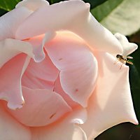 Журчалка не промах... :: Светлана Журчалка не промах... :: Светлана