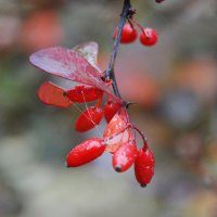 Рубиновые ягодки барбариса... :: Надежда Куркина 