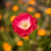 *** :: Светлана Попова