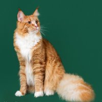 Мейн-кун :: Светлана Ищенко Мейн-кун :: Светлана Ищенко