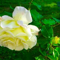 Зимой о цветах. :: Милешкин Владимир Алексеевич 