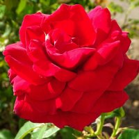 Зимой о цветах :: Милешкин Владимир Алексеевич 