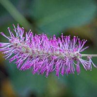 Я вам нравлюсь? :: Лилия *