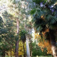 Адлер. Дендропарк "Южные культуры" :: Нина Бутко Адлер. Дендропарк "Южные культуры" :: Нина Бутко