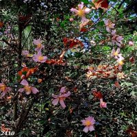 Адлер. Дендропарк "Южные культуры" :: Нина Бутко Адлер. Дендропарк "Южные культуры" :: Нина Бутко