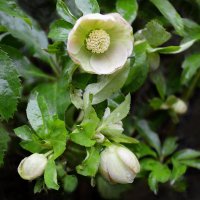 Зацвел морозник... 11 декабря... :: Надежда Куркина Зацвел морозник... 11 декабря... :: Надежда Куркина