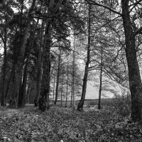 б/н :: Николай 