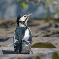 она ждет  его ... :: Andrey Bragin 