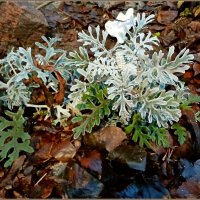 Такой вот декабрьский этюдик : и цветочки, и грибочки :: Лия ☼