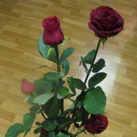 Букет из роз :: Дмитрий Никитин