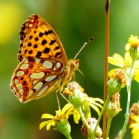 опять про бабочек...164 :: Александр Прокудин