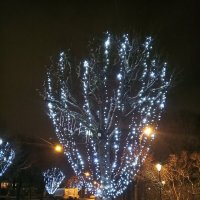 Светящиеся деревья :: Сапсан 