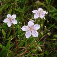 Природа полуострова Краббе :: Лидия Бусурина