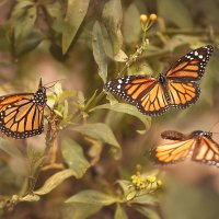 Монарх :: Svetlana Galvez Монарх :: Svetlana Galvez