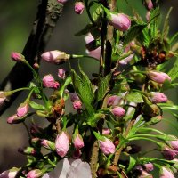 Детали природы :: Роман Савоцкий