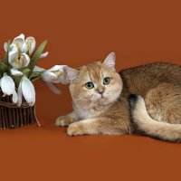 Кошачья красотка. :: Светлана Ищенко Кошачья красотка. :: Светлана Ищенко