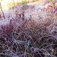 Декабрь,..Морозные травы! :: Владимир Декабрь,..Морозные травы! :: Владимир