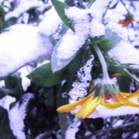 Засыпало красавицу :: Людмила Смородинская