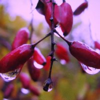 Тает снег на барбарисе :: Людмила Смородинская Тает снег на барбарисе :: Людмила Смородинская