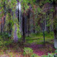 В лесу :: Георгий А В лесу :: Георгий А