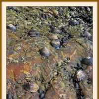 Картины, созданные природой :: ИРЭН@ . Картины, созданные природой :: ИРЭН@ .