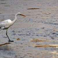 Ходить полезно! :: Alexandеr P