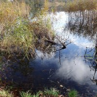 Ноябрьская зарисовка :: Рита Симонова Ноябрьская зарисовка :: Рита Симонова