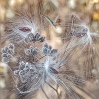 Интересно, кто-то заметил букашку?☺️ :: Оксана Н.