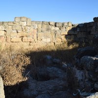 Природа Крыма :: Amazing Cosmea