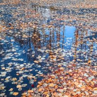 Золото в синеве :: Олег Загорулько Золото в синеве :: Олег Загорулько