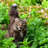 Кассандра :: Светлана 