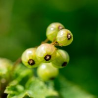 Витамины :: Владимир Иванович