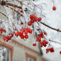 Калина в инее стоит, румянится, снегами белыми во сне качается... :: Надежда Куркина 