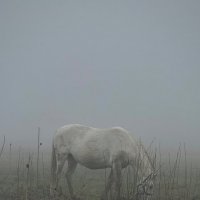 Туманное утро в поле :: Анна