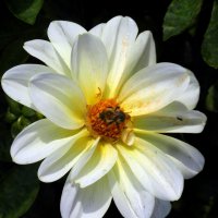 Георгинка. :: nadyasilyuk Вознюк