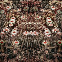 Цветение :: Владимир Кроливец