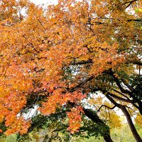 Костёр осени :: Надежда 