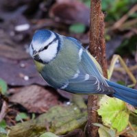 Лазоревка :: Александр Лазоревка :: Александр