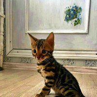 БЕНГАЛЬСКИЙ   КОТЁНОК :: Анатолий Малобродский