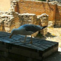 Галеб :: Натали 