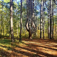 Необычная семиствольная сосна «Лира» :: Виктор Мухин