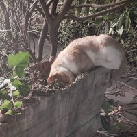 "Нет уж дней тех светлых боле, как под каждым ей листком был готов и стол и дом..." :: Маргарита Б